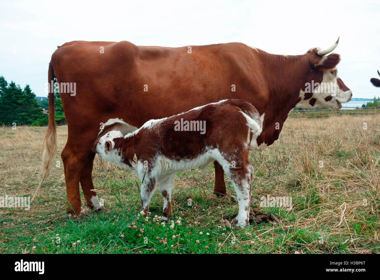 A mother cow nursing a calf Stock Photo Alamy
