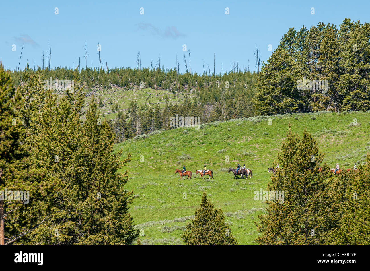 Horseback trail riding in Hayden Valley, Yellowstone National Park, Wyoming, USA Stock Photo Alamy