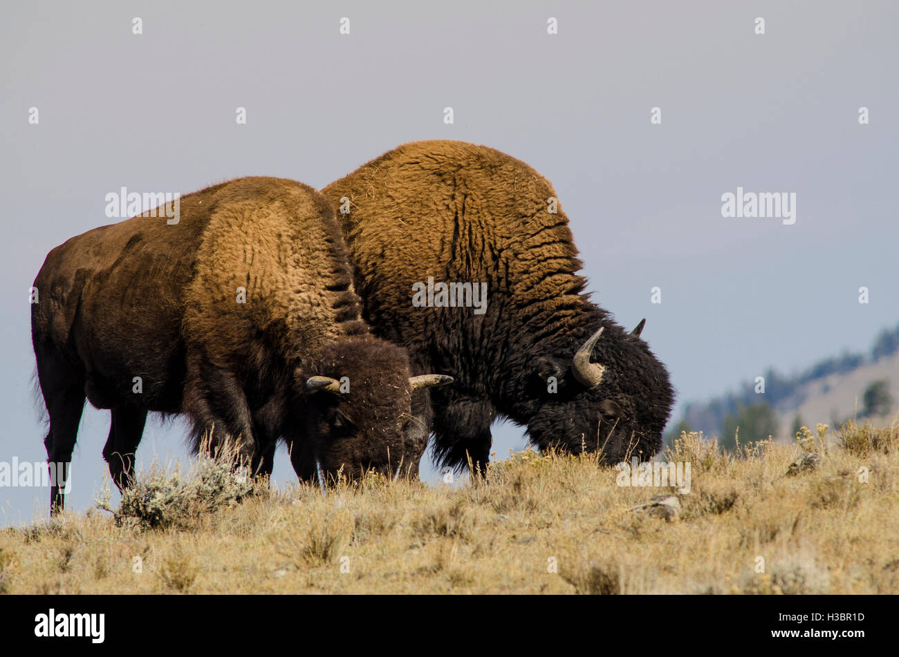 Bison buffalo (Bison bison) herd in Lamar Valley, Yellowstone National