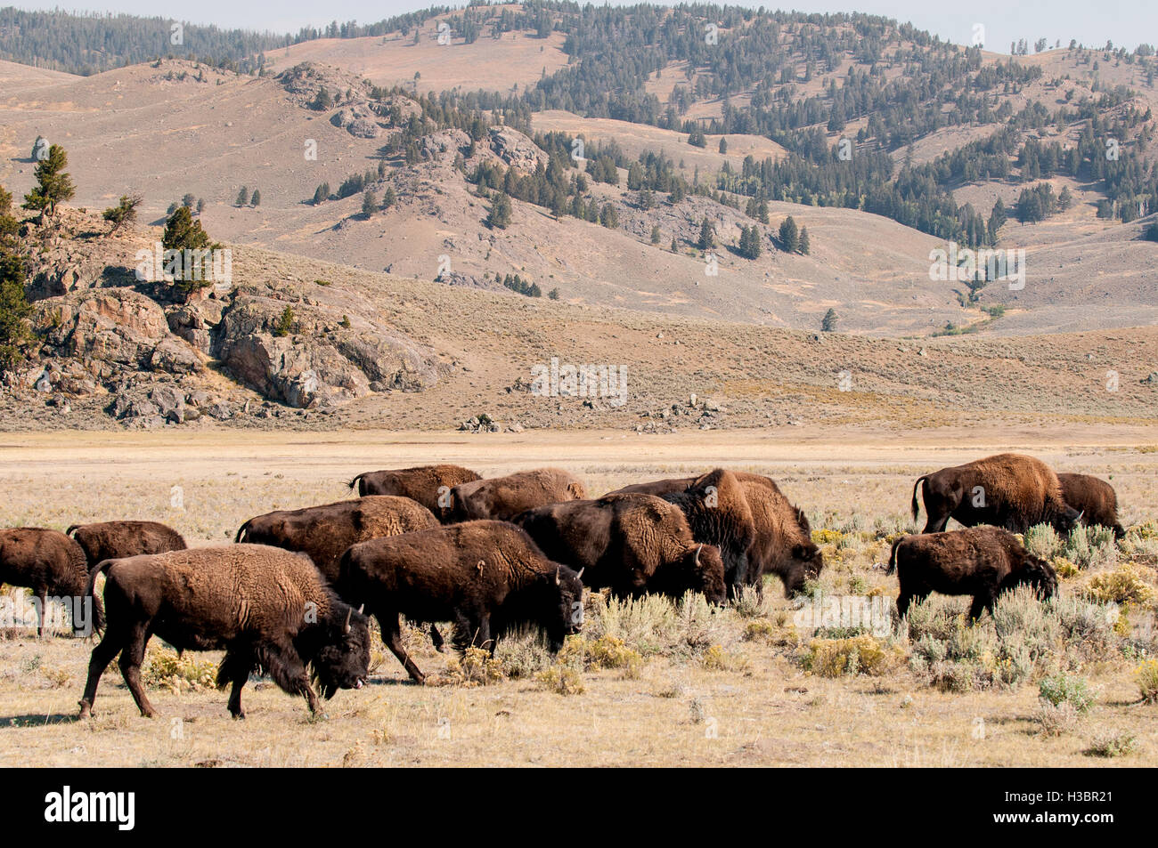 Bison buffalo (Bison bison) herd in Lamar Valley, Yellowstone National