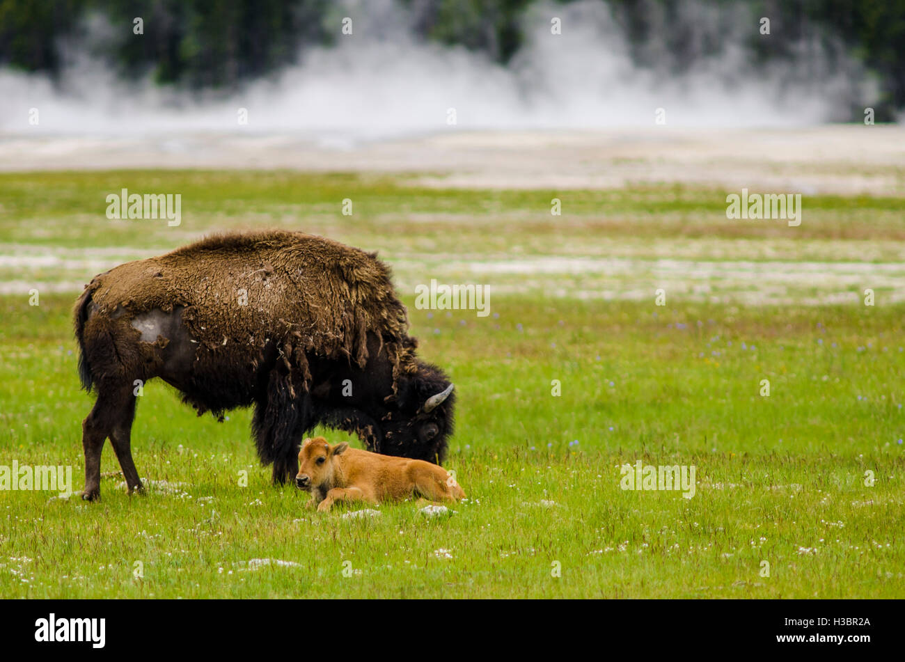 Bison buffalo (Bison bison) herd near Midway Geyser Basin, Yellowstone National Park, Wyoming, USA. Stock Photo