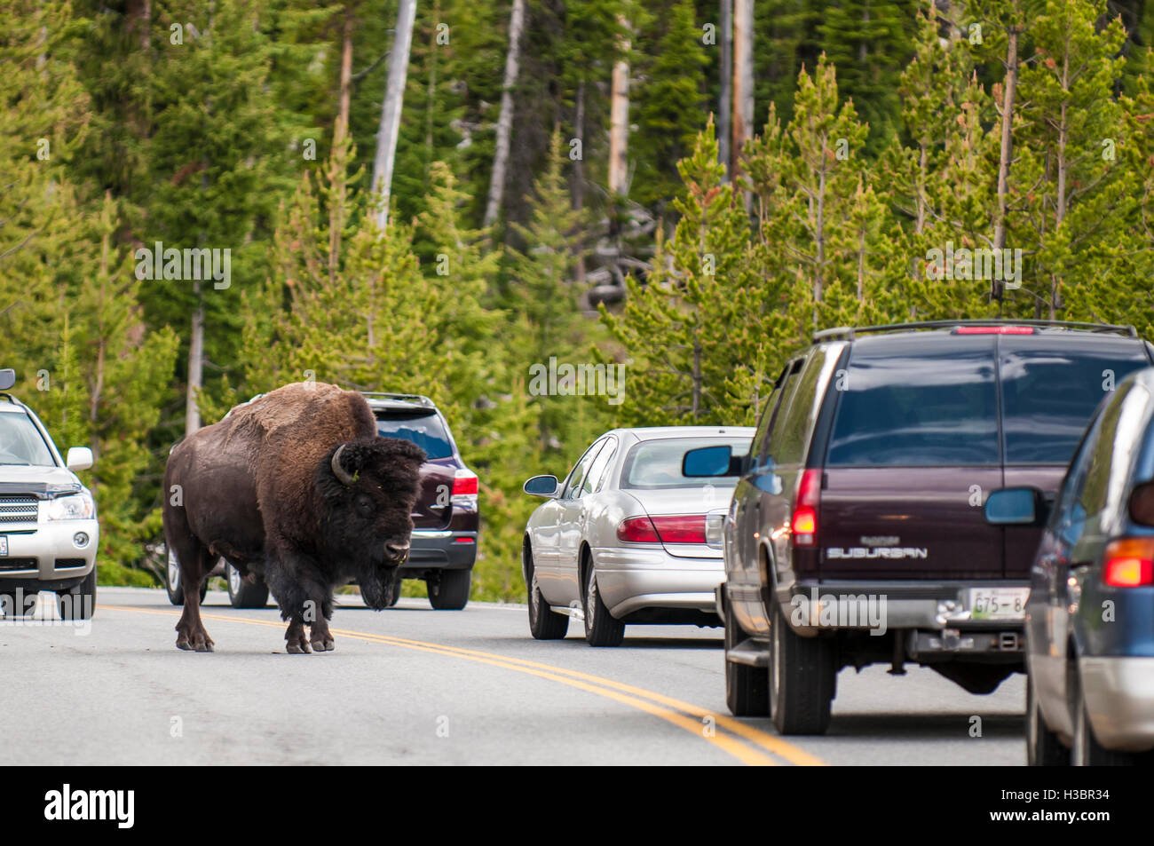 Bison buffalo (Bison bison) walking on the highway near Fishing Bridge, Yellowstone National Park, Wyoming, USA. Stock Photo