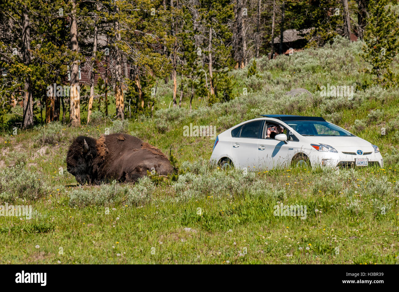 Bison buffalo (Bison bison) and car near Fishing Bridge, Yellowstone National Park, Wyoming, USA. Stock Photo