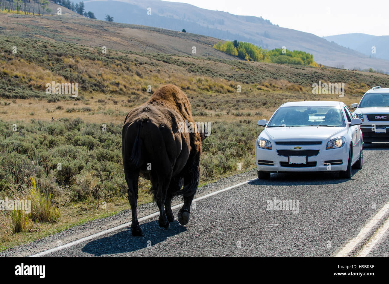 Bison buffalo (Bison bison) on highway with cars in Lamar Valley, Yellowstone National Park, Wyoming, USA. Stock Photo