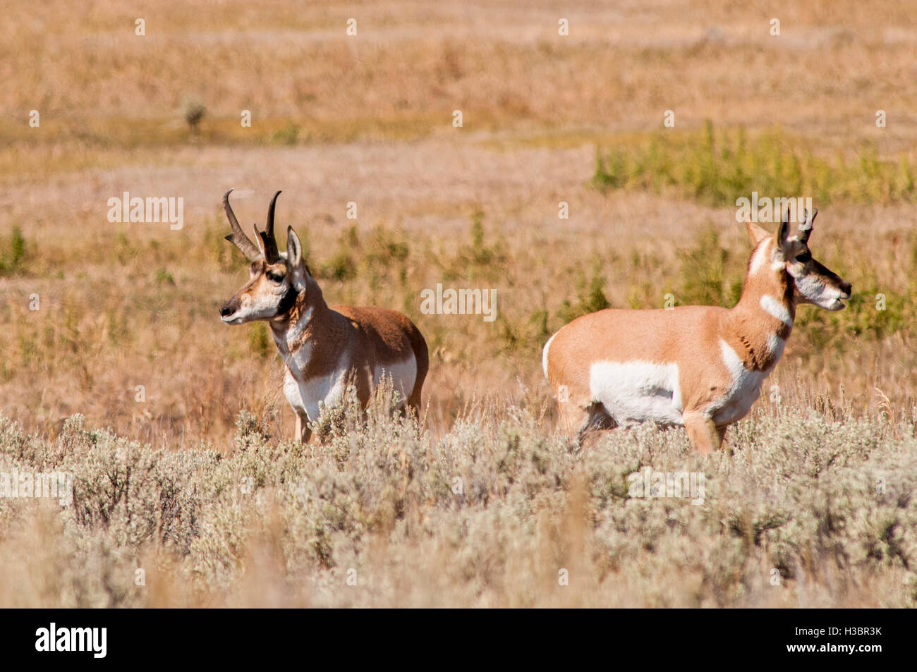 Pronghorn (Antilocapra americana) in Lamar Valley, Yellowstone National Park, Wyoming, USA. Stock Photo