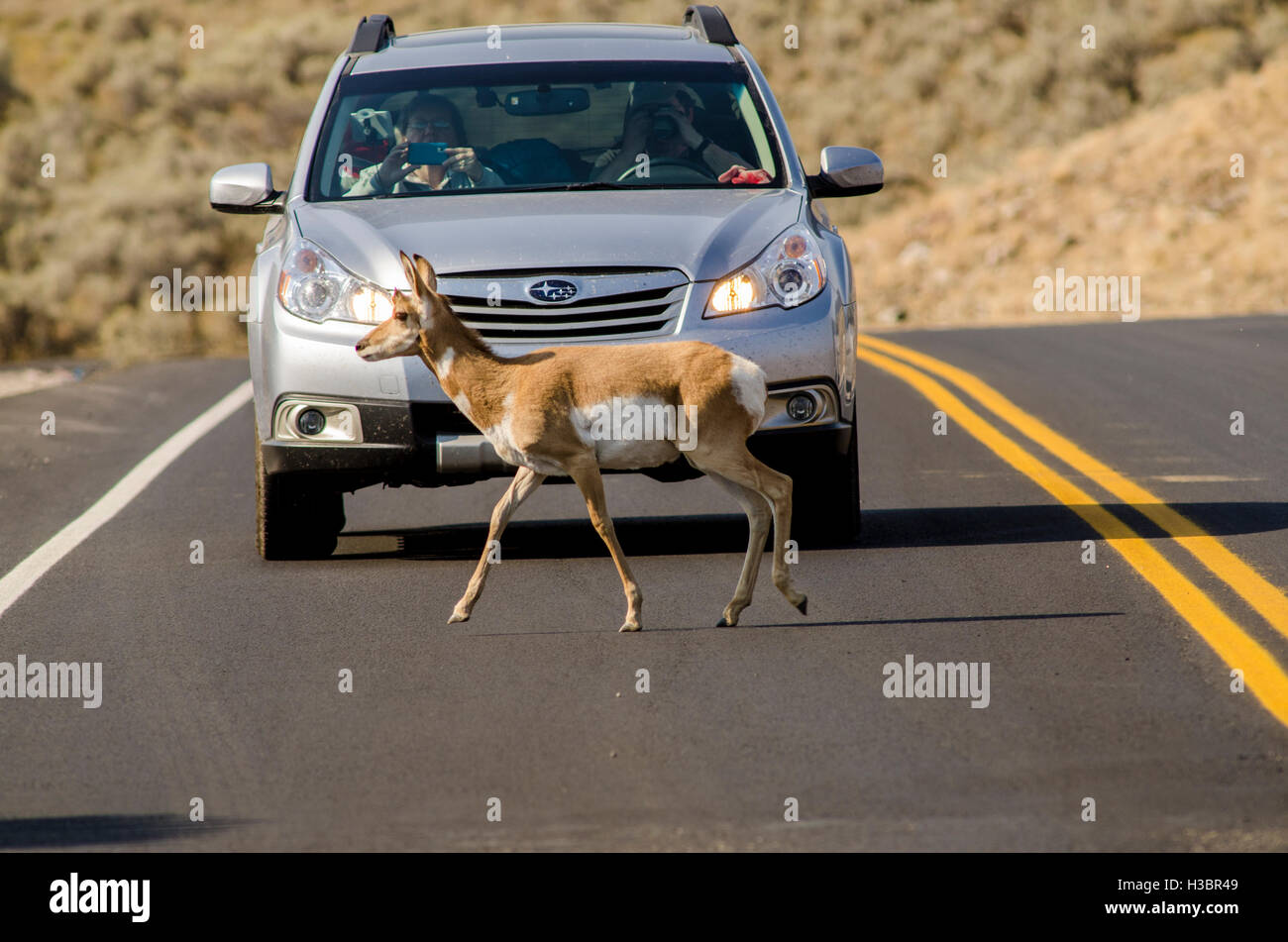 Pronghorn (Antilocapra americana) crossing highway road in Lamar Valley, Yellowstone National Park, Wyoming, USA. Stock Photo