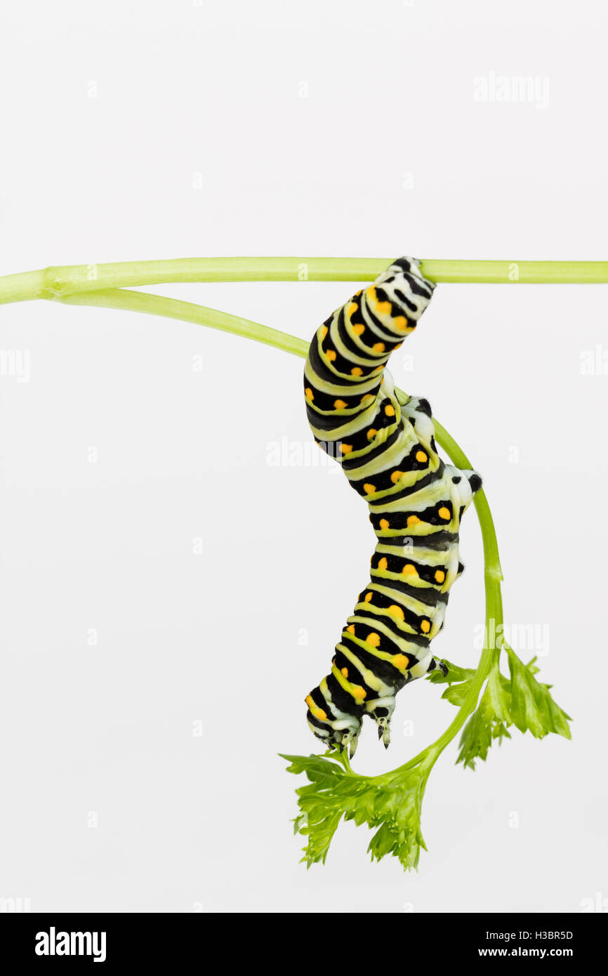 Large hungry Black Swallowtail larva stretches to reach tender parsley leaf. Stock Photo