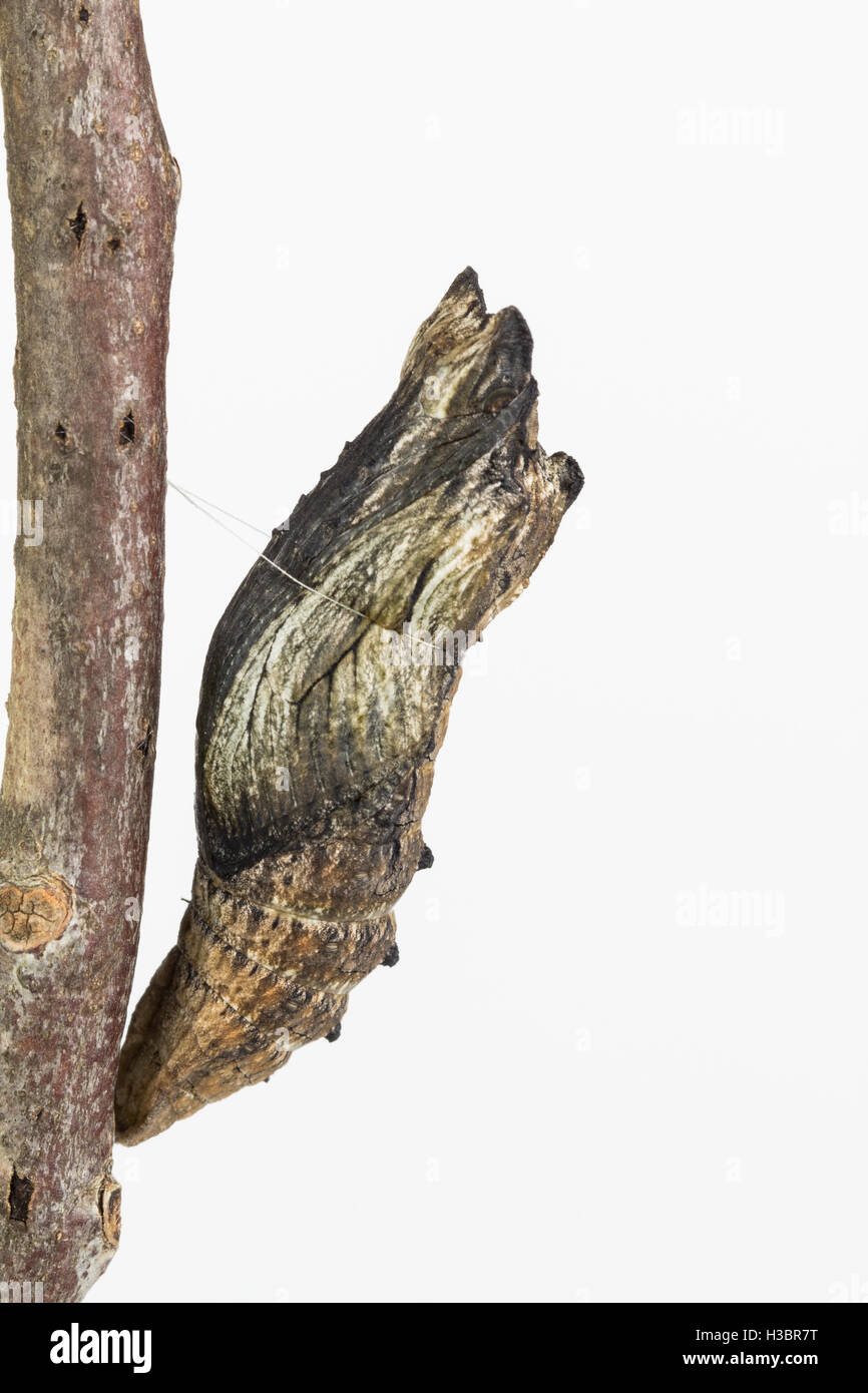 Black swallowtail butterfly pupae well camouflaged on a brown stick, with white background. Stock Photo