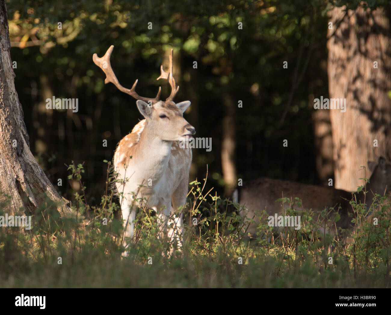 Deer in Weald Park, Brentwood, Essex Stock Photo
