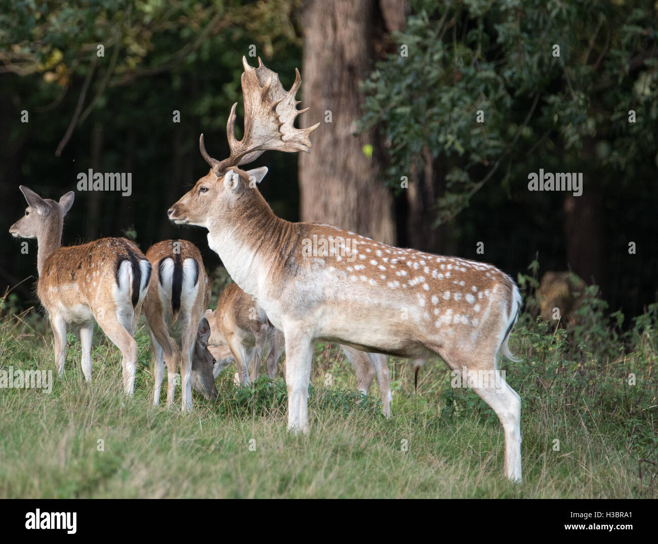 Brentwood, 5th October 2016, Deer in park at Brentwood Stock Photo
