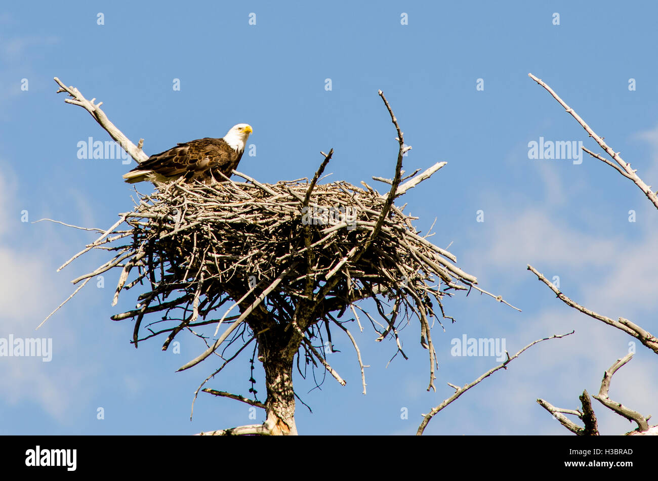 Bald eagle on nest near Madison, Yellowstone National Park, Wyoming