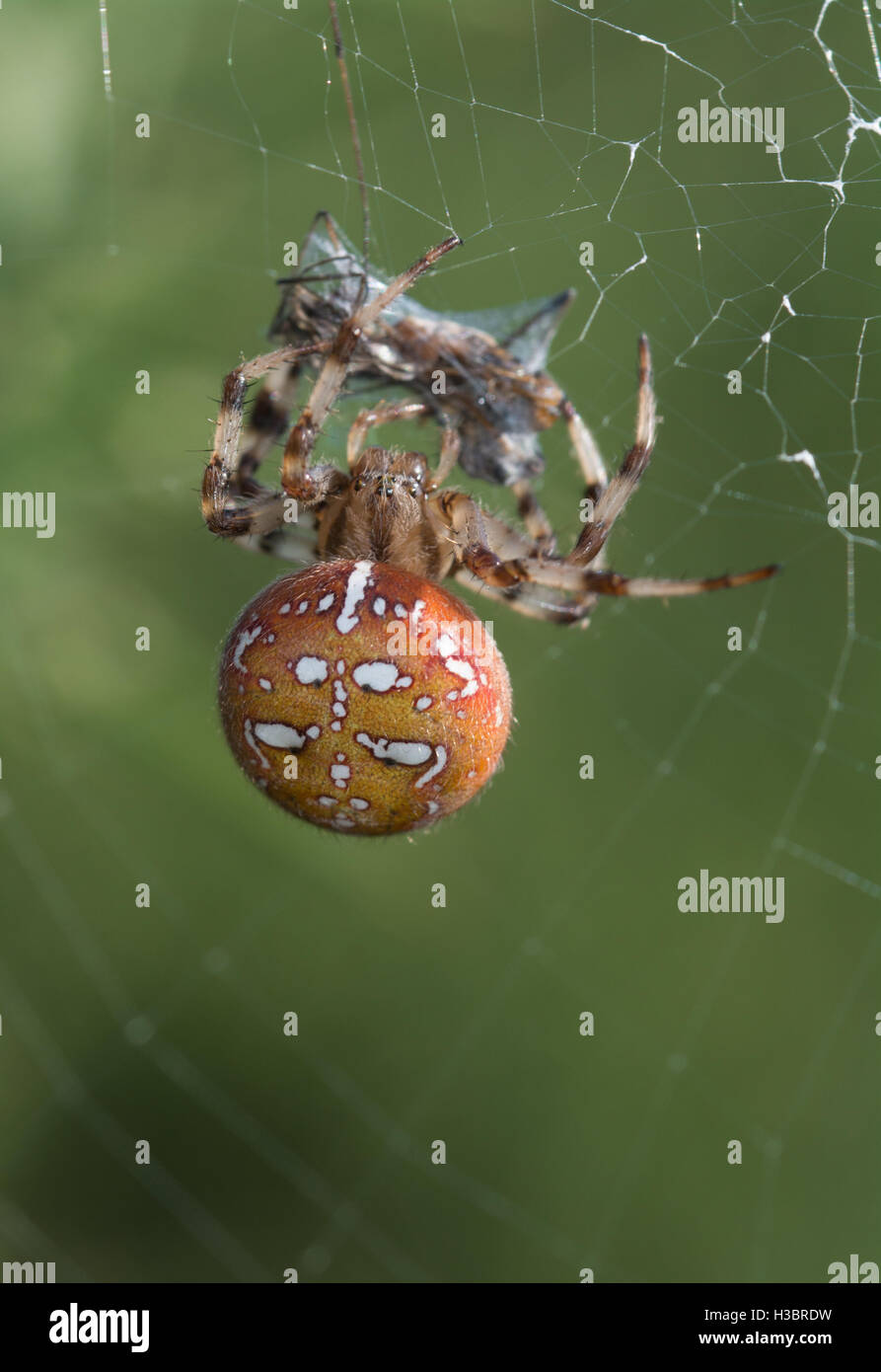 Brightly colored female four-spotted orb-weaver spider (Araneus quadratus) with prey caught in its web in Surrey, UK Stock Photo