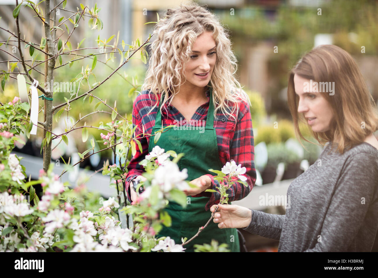 Florist giving advice to woman shopping for flowers Stock Photo