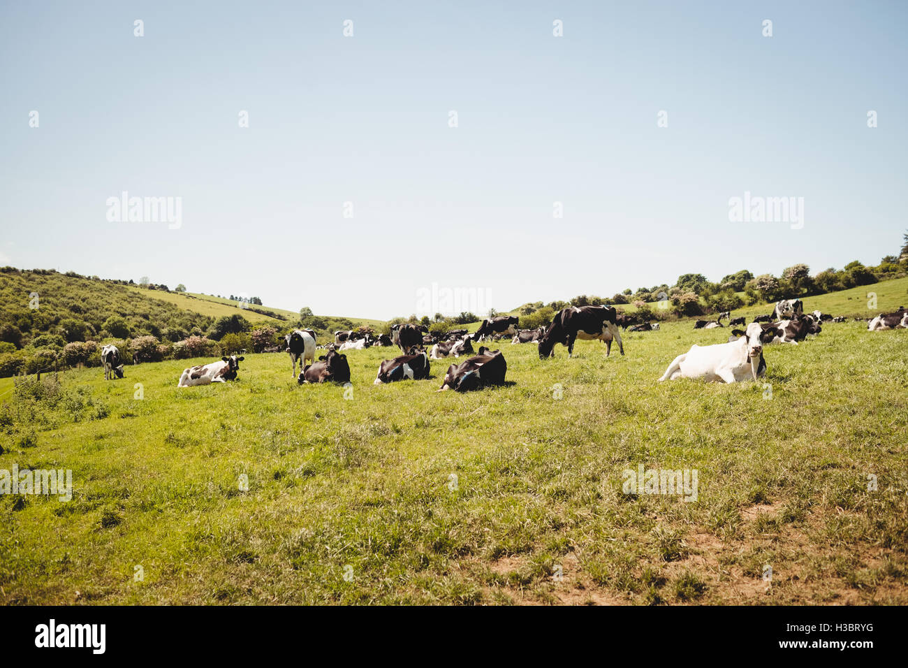 Herd of cows in the field Stock Photo