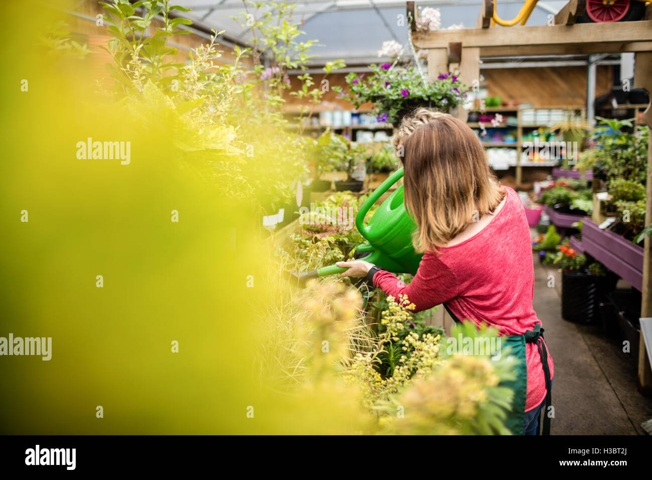 Female florist watering plant with watering can Stock Photo Alamy