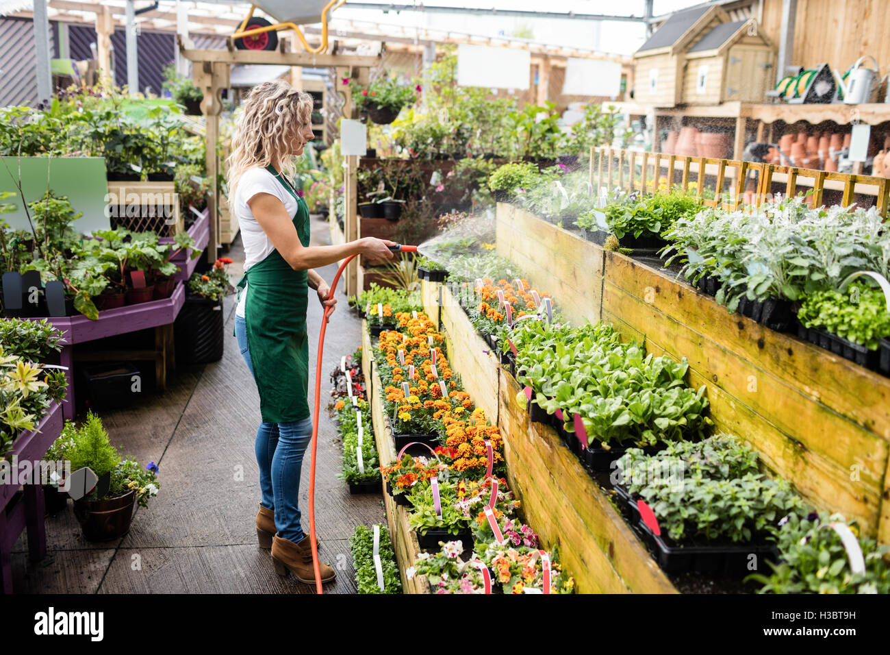 Woman spraying water on plants hires stock photography and images Alamy