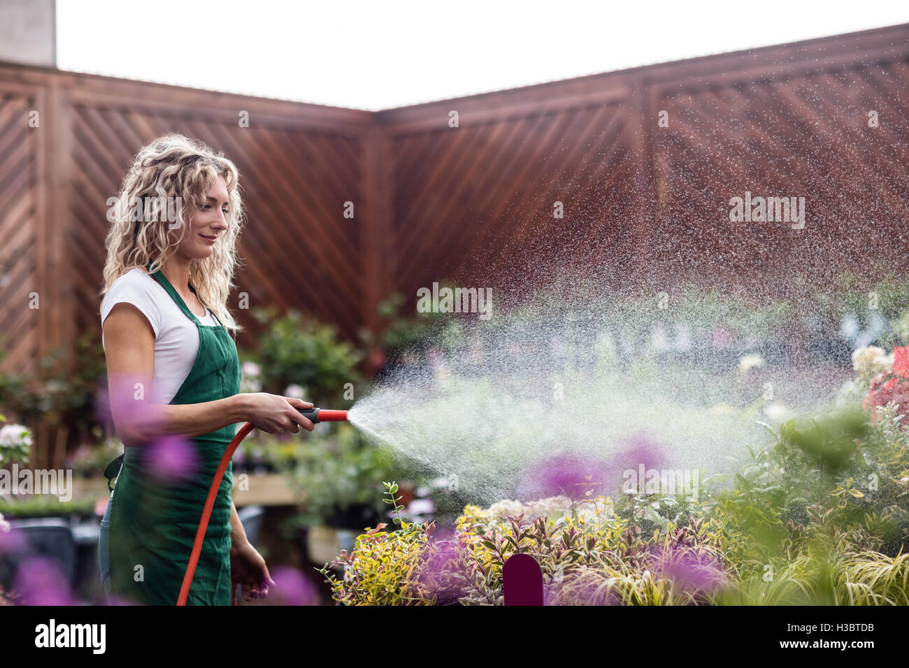 Spraying garden plants hires stock photography and images Alamy