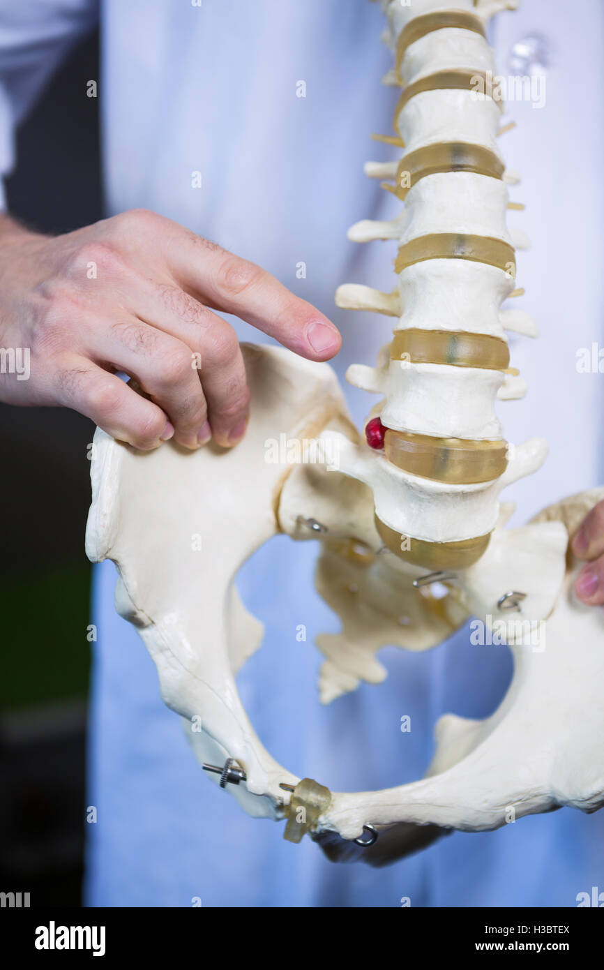 Physiotherapist pointing at spine model Stock Photo