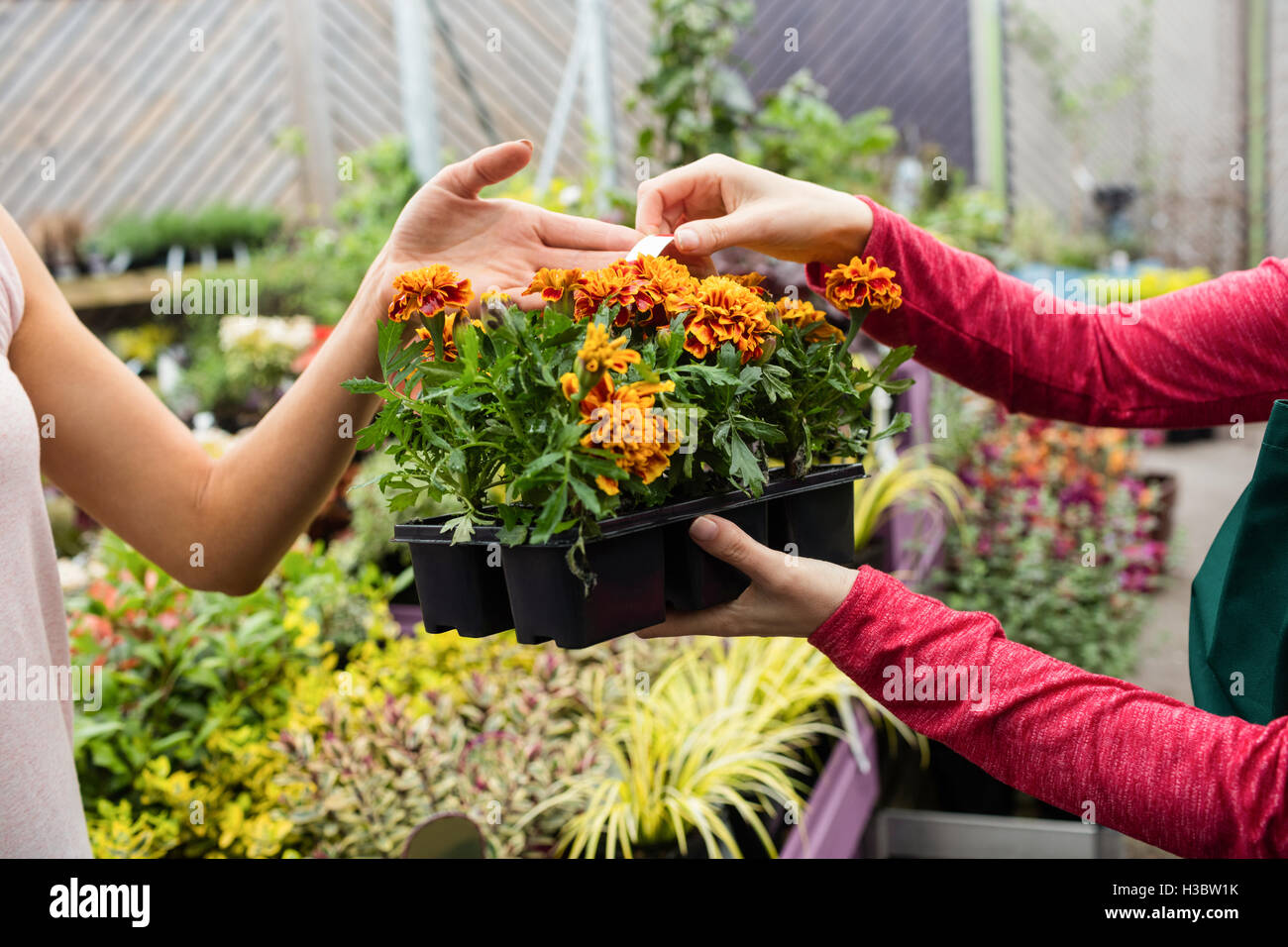 Woman buying potted plants Stock Photo