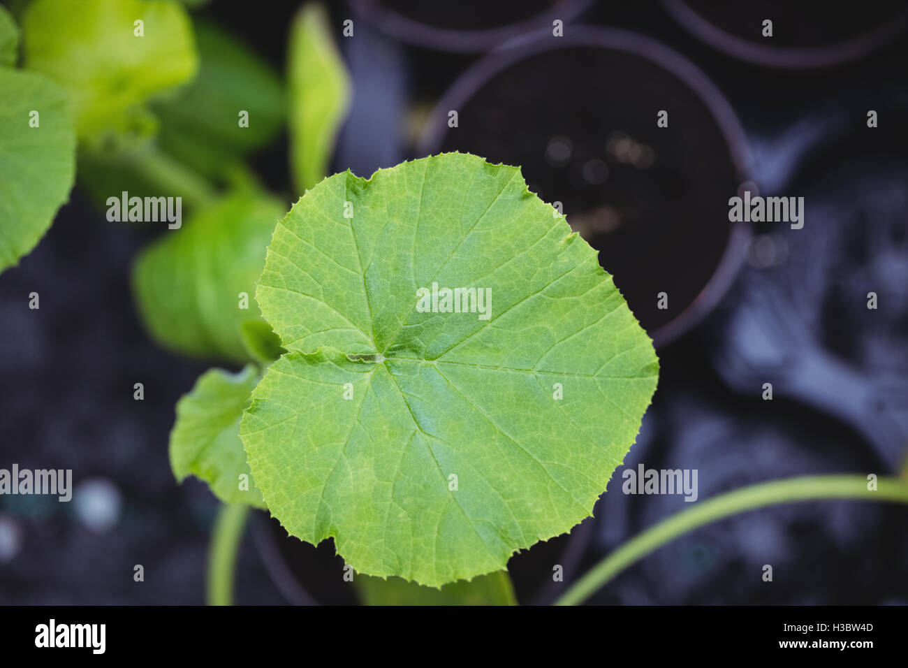 Close up of leaf hi-res stock photography and images - Alamy
