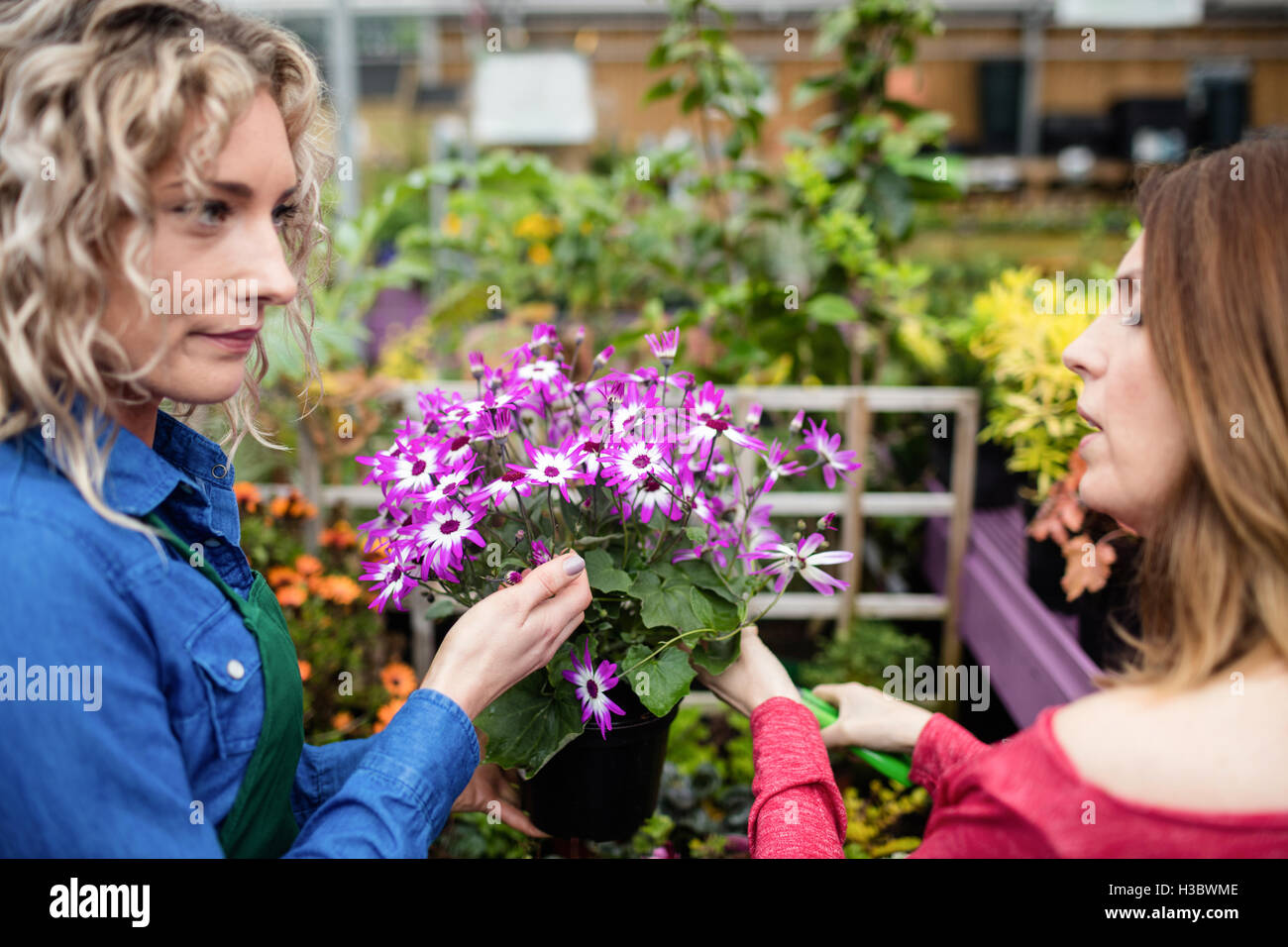 Two female florist pruning flowers with pruning shears Stock Photo