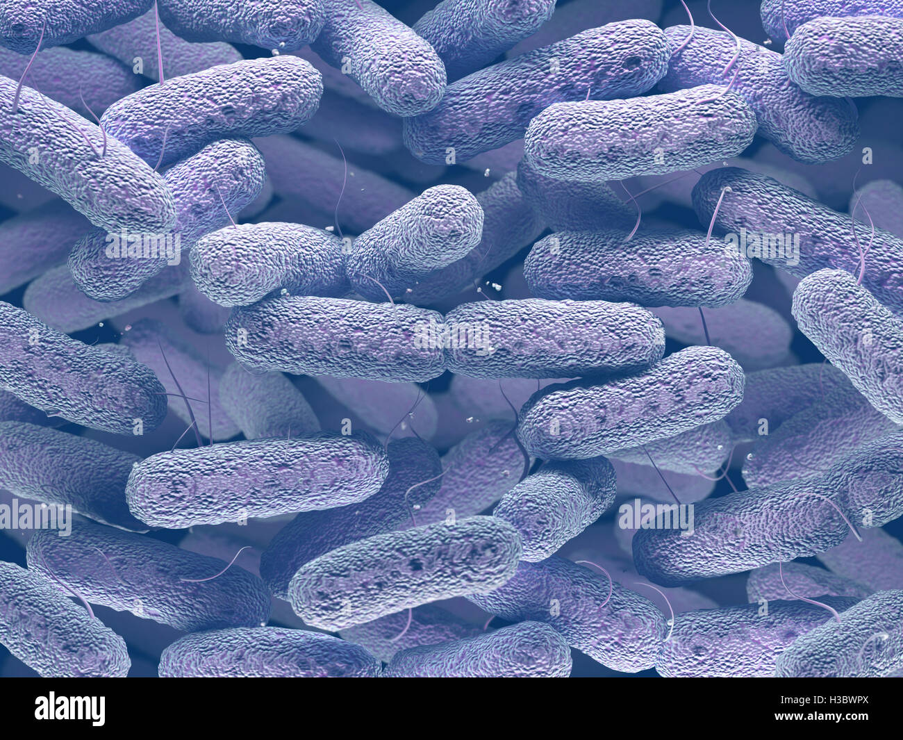 Enterobacteriaceae: large family of Gram-negative bacteria that includes many of the more familiar pathogens. Stock Photo