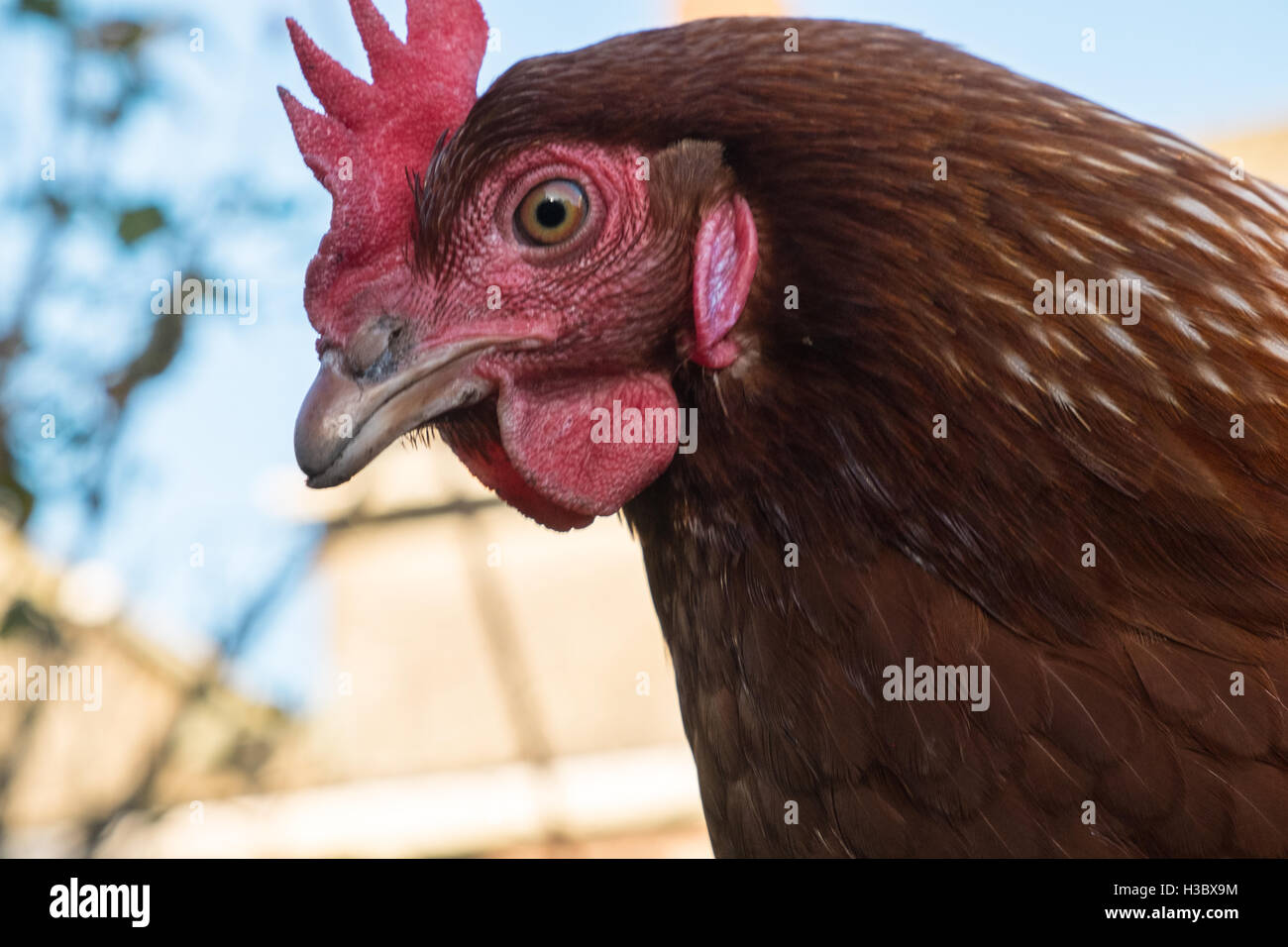 Small flock of eight free range chicken hens that roam in a fenced area
