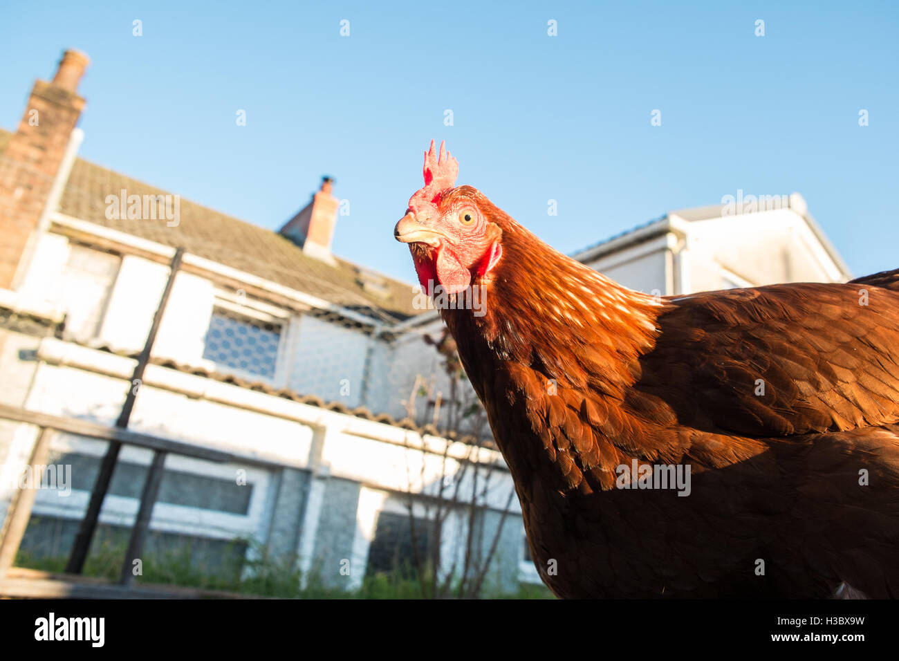 Small flock of eight free range chicken hens that roam in a fenced area in a back garden.Small egg production for home use.UK. Stock Photo