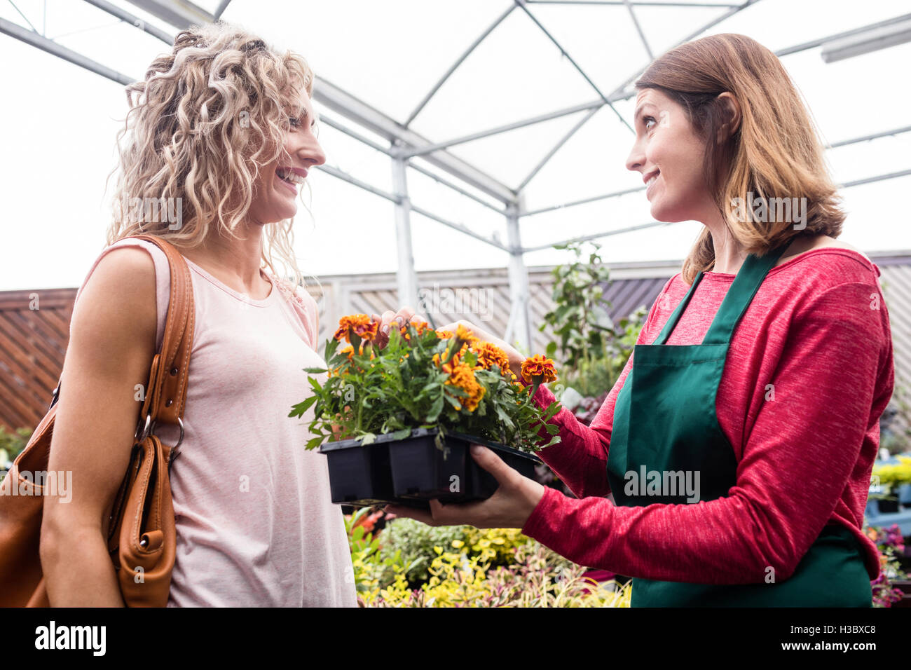Woman buying potted plants Stock Photo