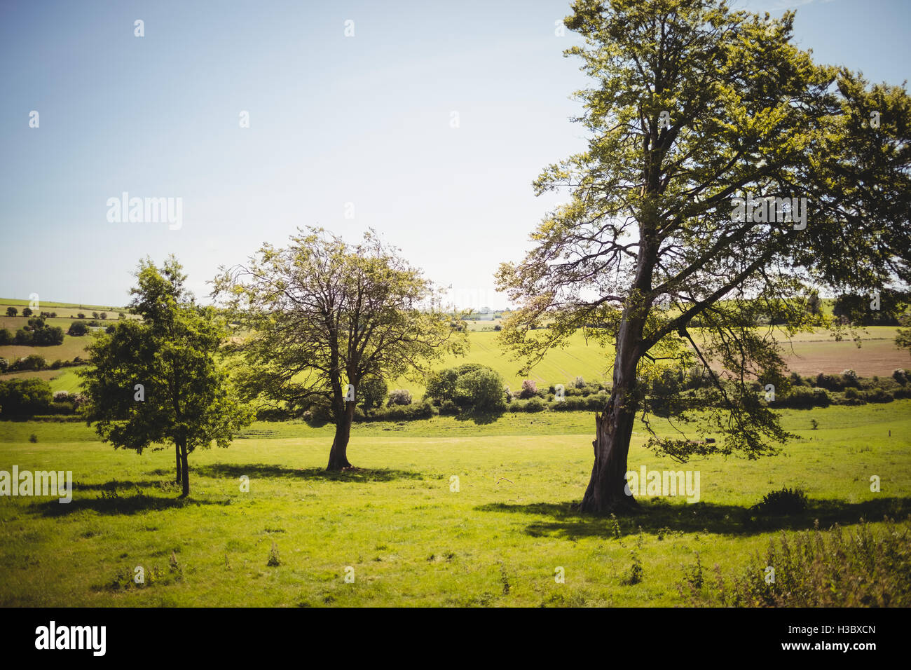 View of green trees in landscape Stock Photo
