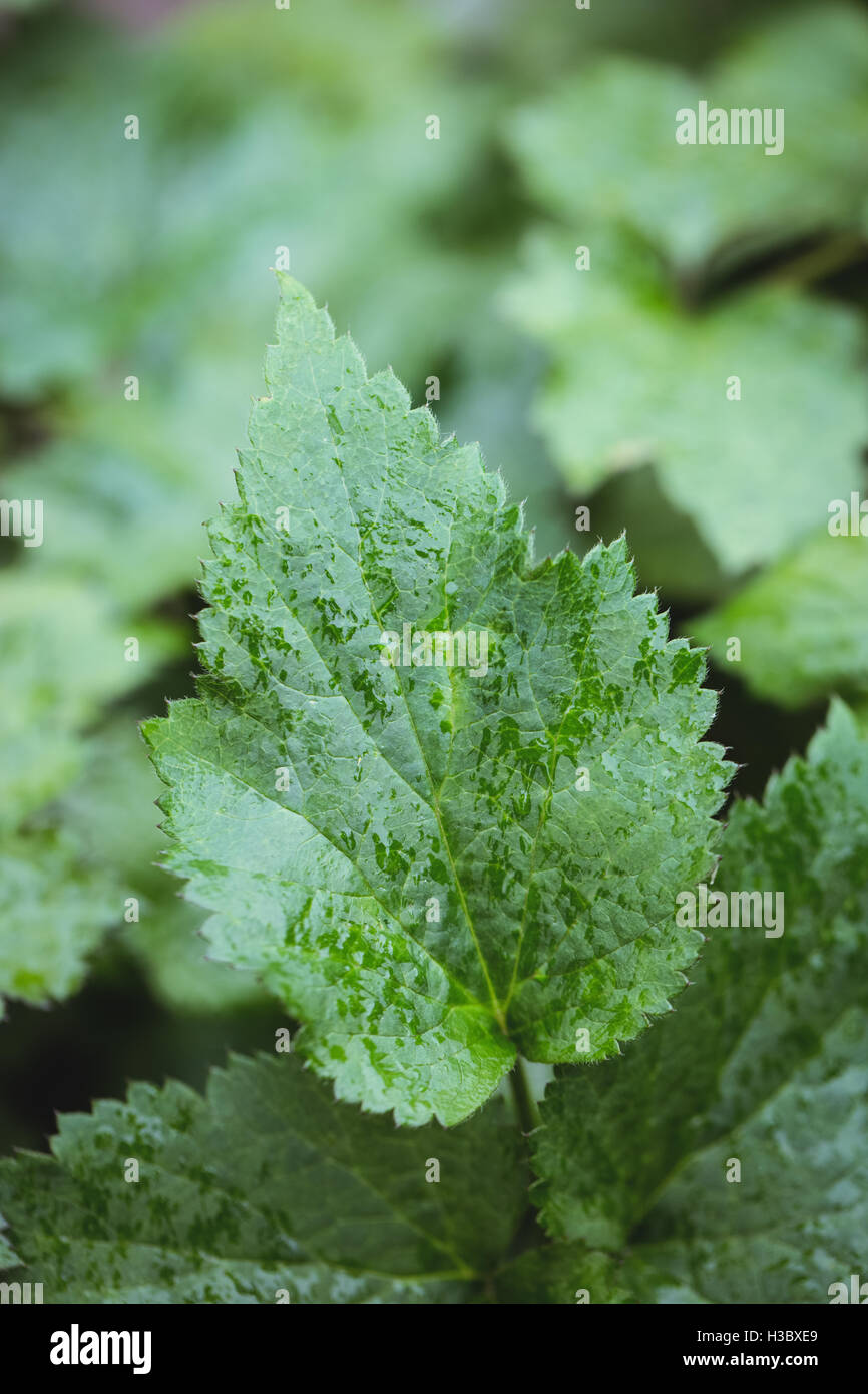 Close up of leaf hi-res stock photography and images - Alamy