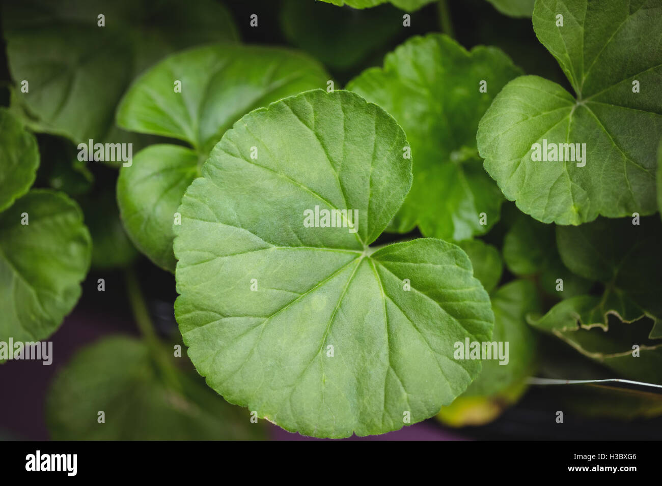 Close up of leaves hi-res stock photography and images - Alamy