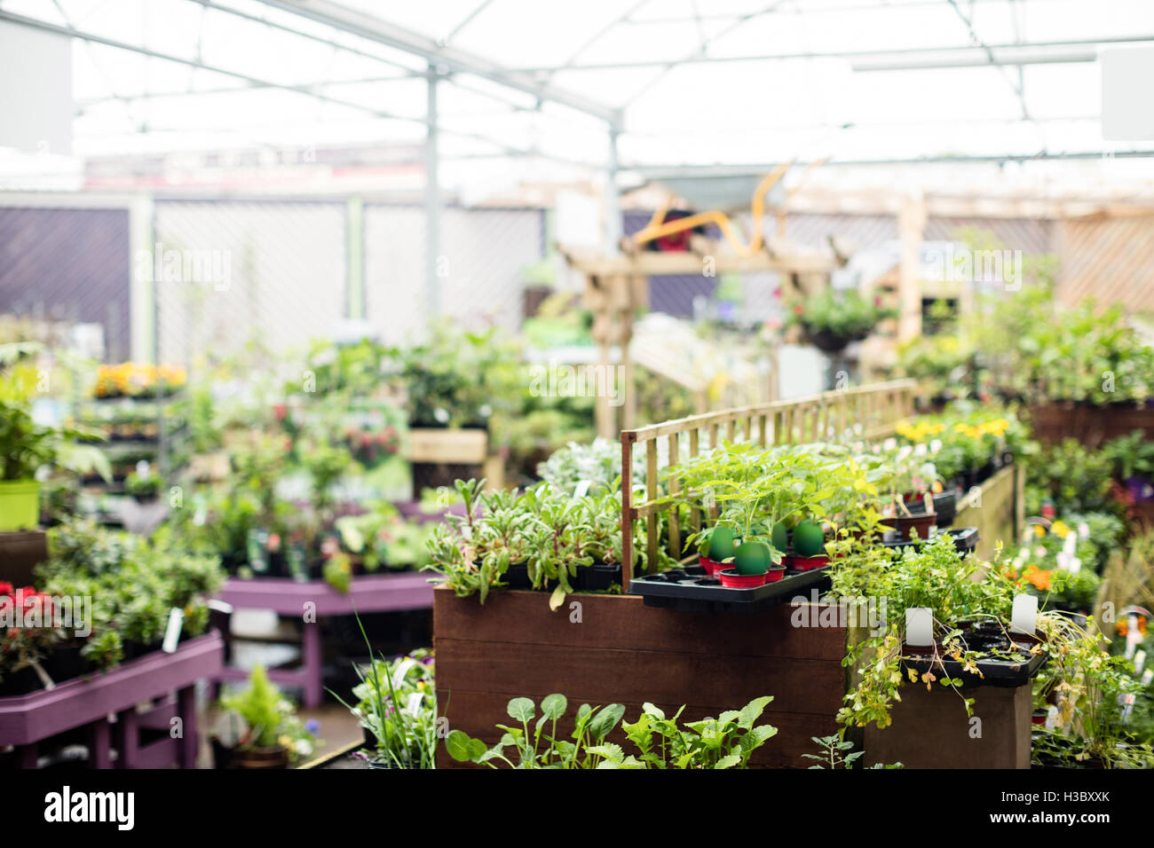 Garden centre plants hi-res stock photography and images - Alamy
