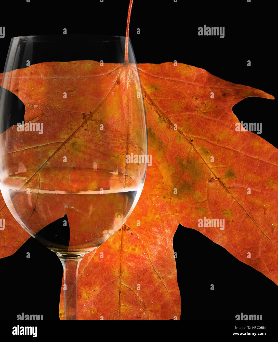 close up white wine in glass with orange autumn maple leaf on black Stock Photo