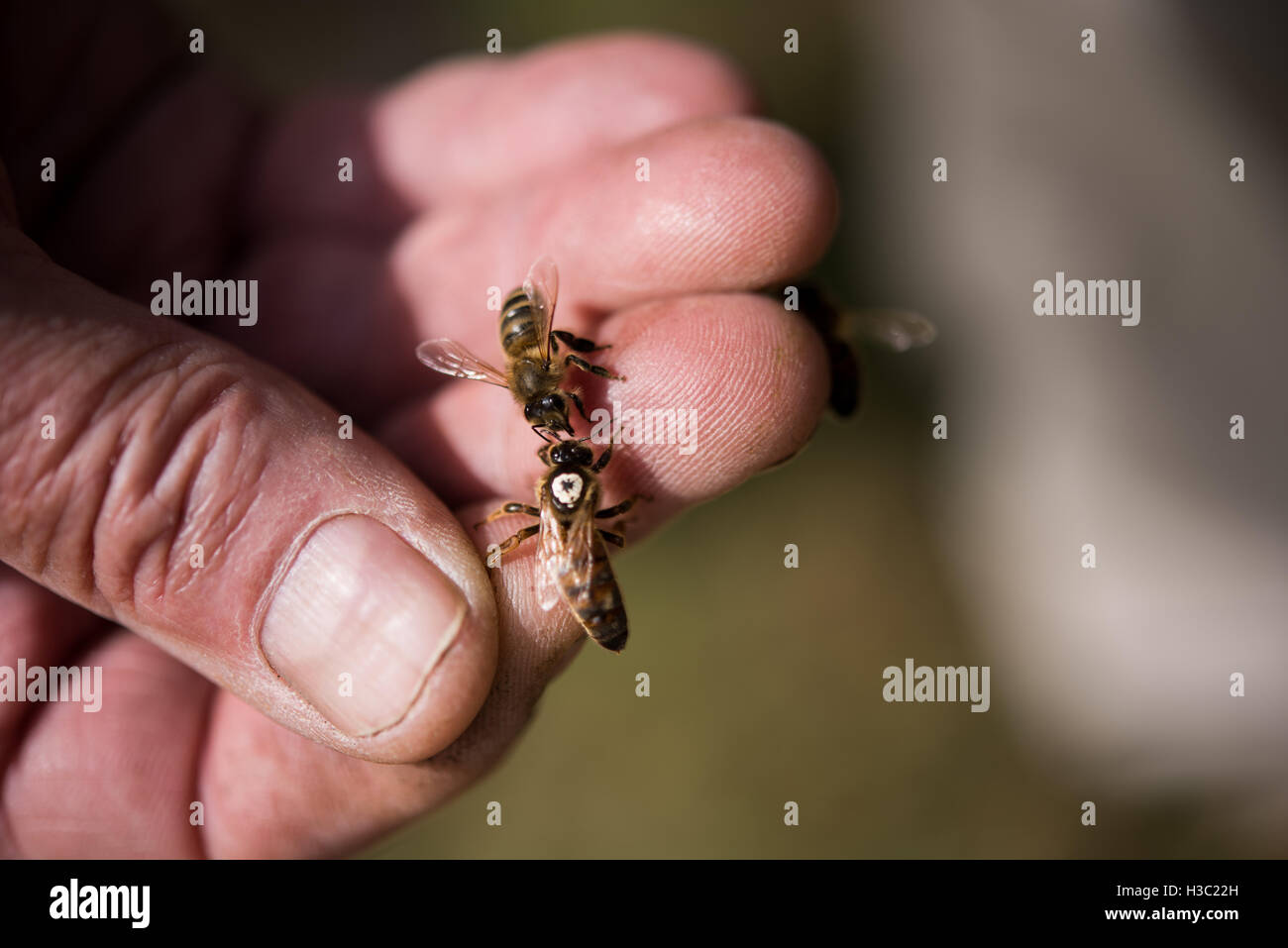 Hand holding a honey bee Stock Photo - Alamy