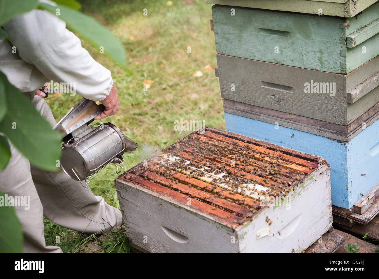 Fogging for insects hires stock photography and images Alamy