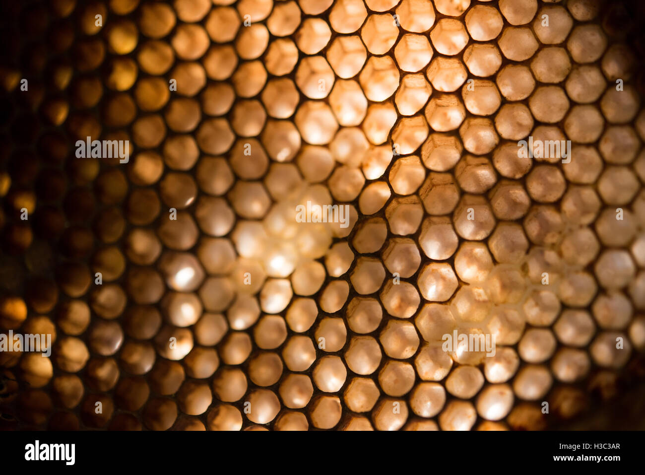Close-up of honeycomb Stock Photo