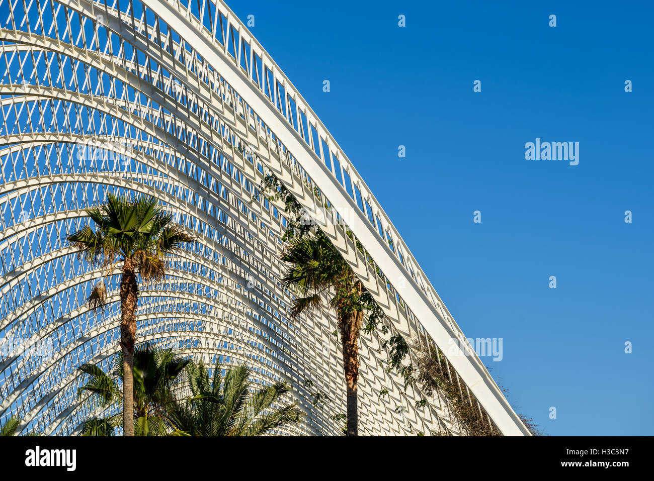 Beautiful Palm Trees In Greenhouse Stock Photo - Alamy