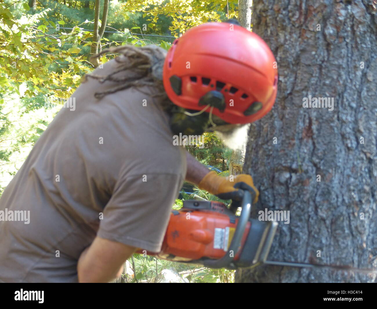 Lumberjack cutting down pine tree with Husqvarna chain saw Stock Photo