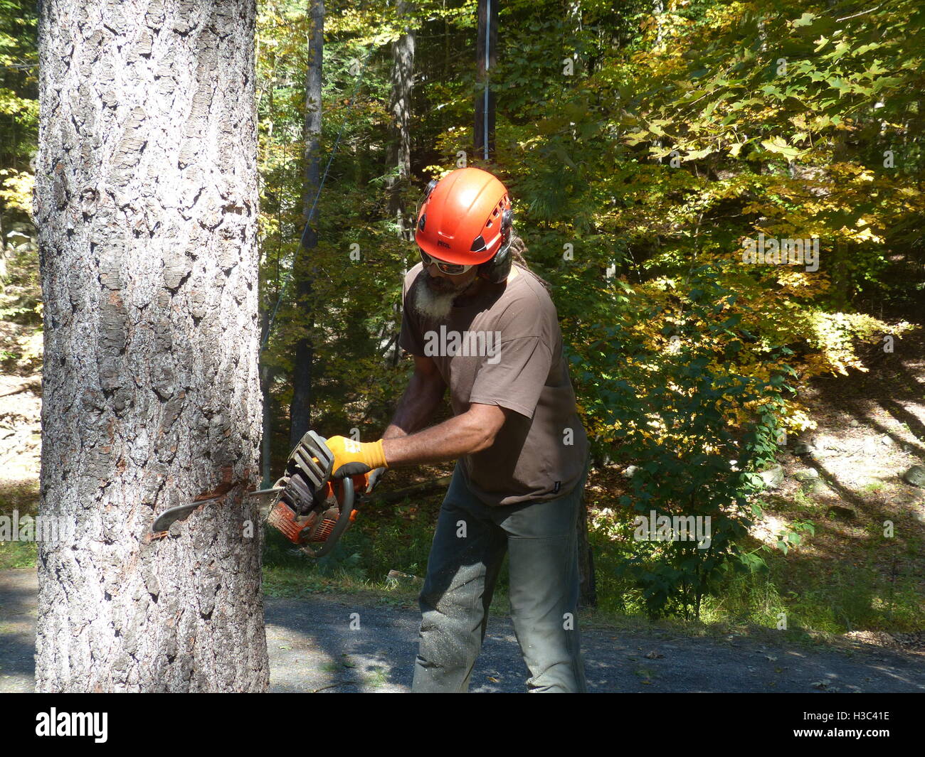 Lumberjack cutting down pine tree with Husqvarna chain saw Stock Photo