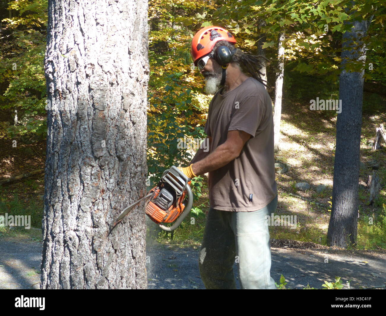 Lumberjack cutting down pine tree with Husqvarna chain saw Stock Photo