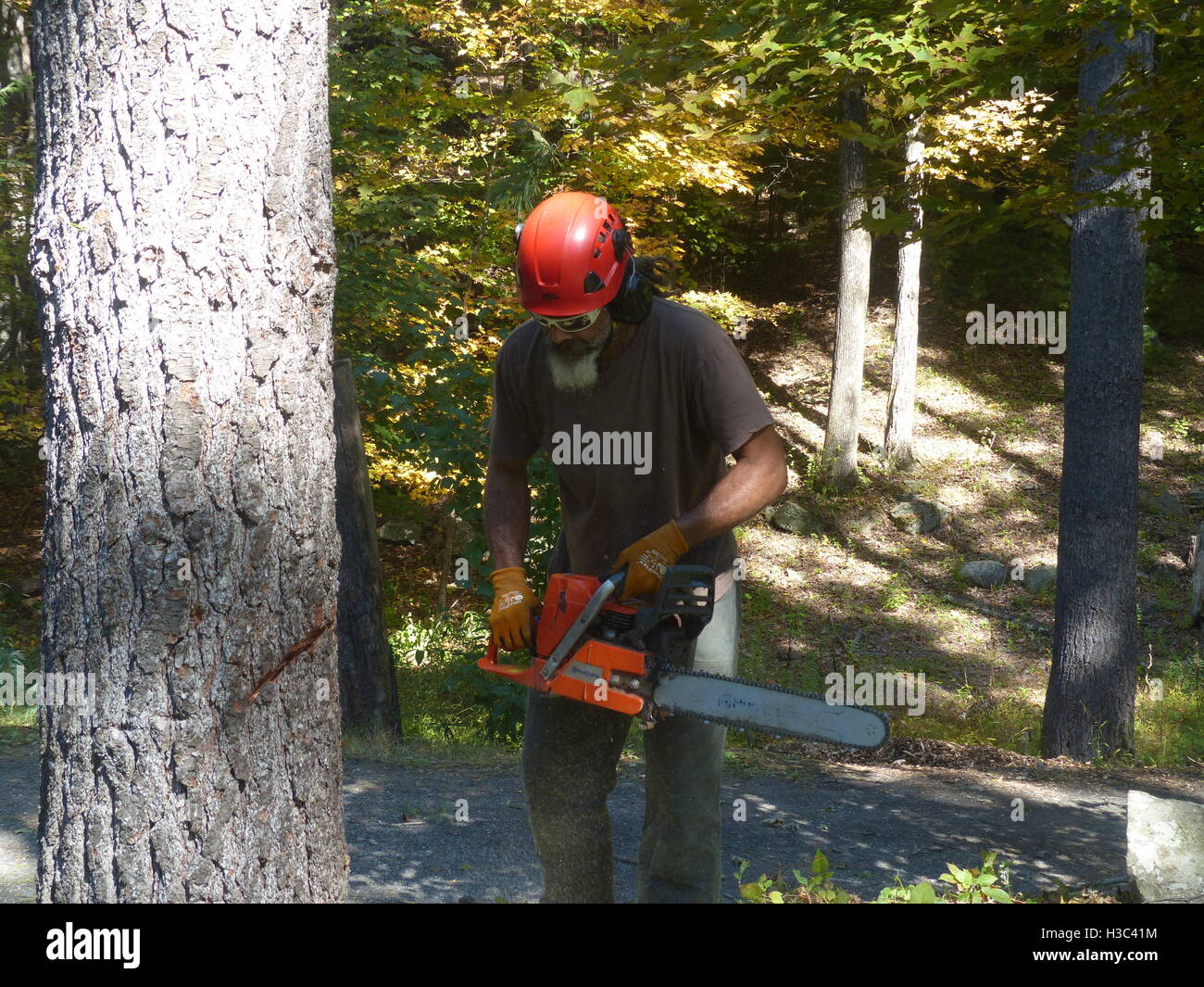 Lumberjack cutting down pine tree with Husqvarna chain saw Stock Photo