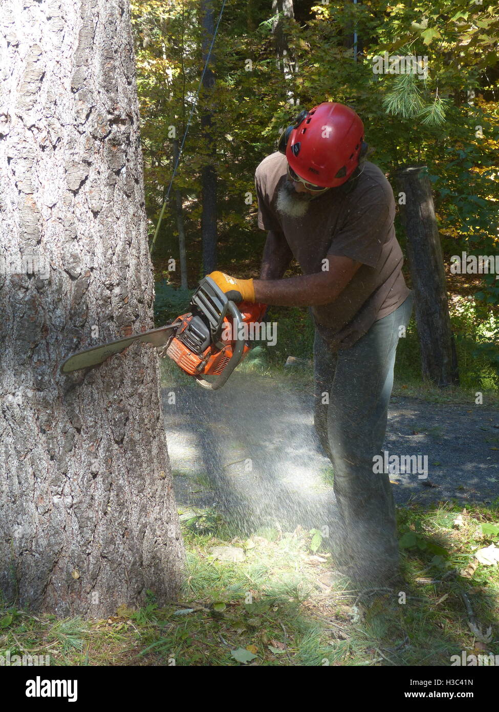 Lumberjack cutting down pine tree with Husqvarna chain saw Stock Photo