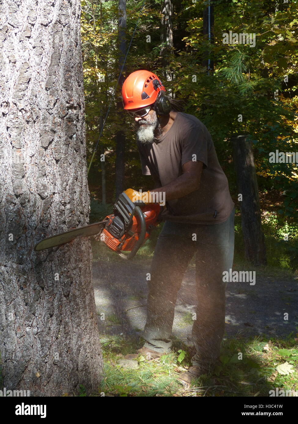 Lumberjack cutting down pine tree with Husqvarna chain saw Stock Photo ...