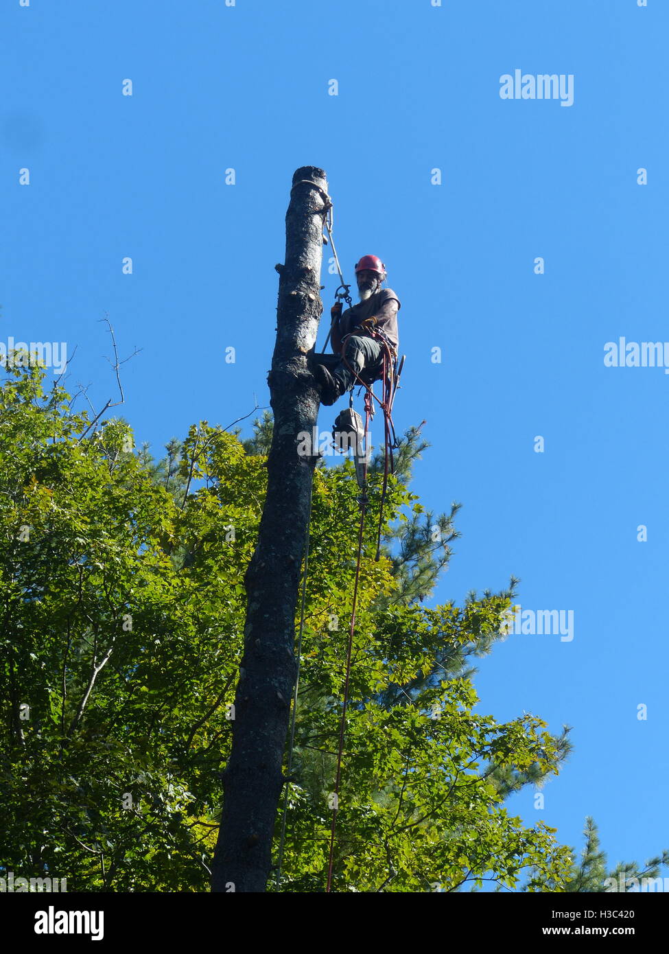 Tree service climber ascends pine tree Stock Photo Alamy
