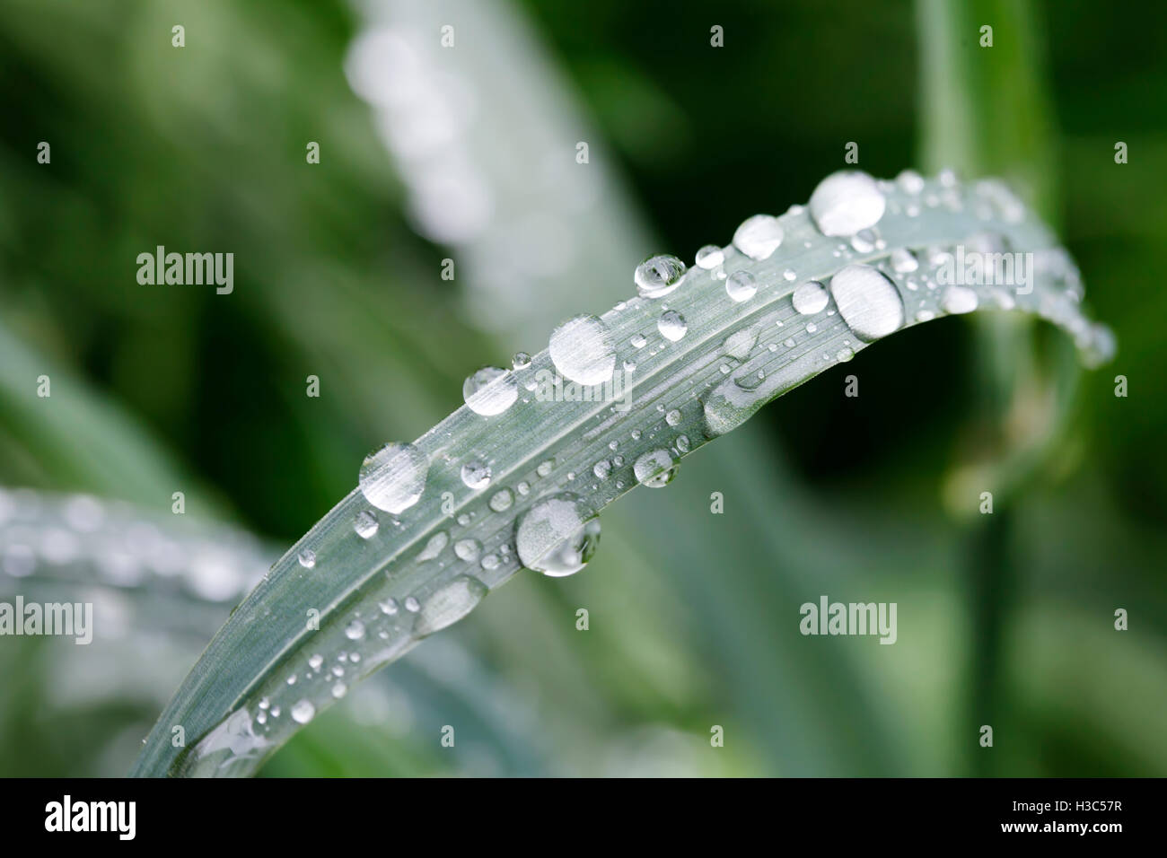 a Fresh green grass with dew drops close up Stock Photo - Alamy