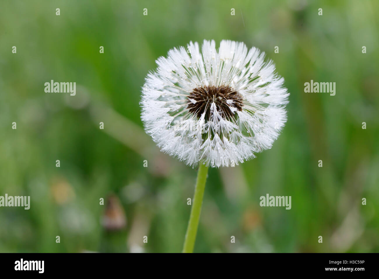Dandelion flower seed growth hi-res stock photography and images - Alamy