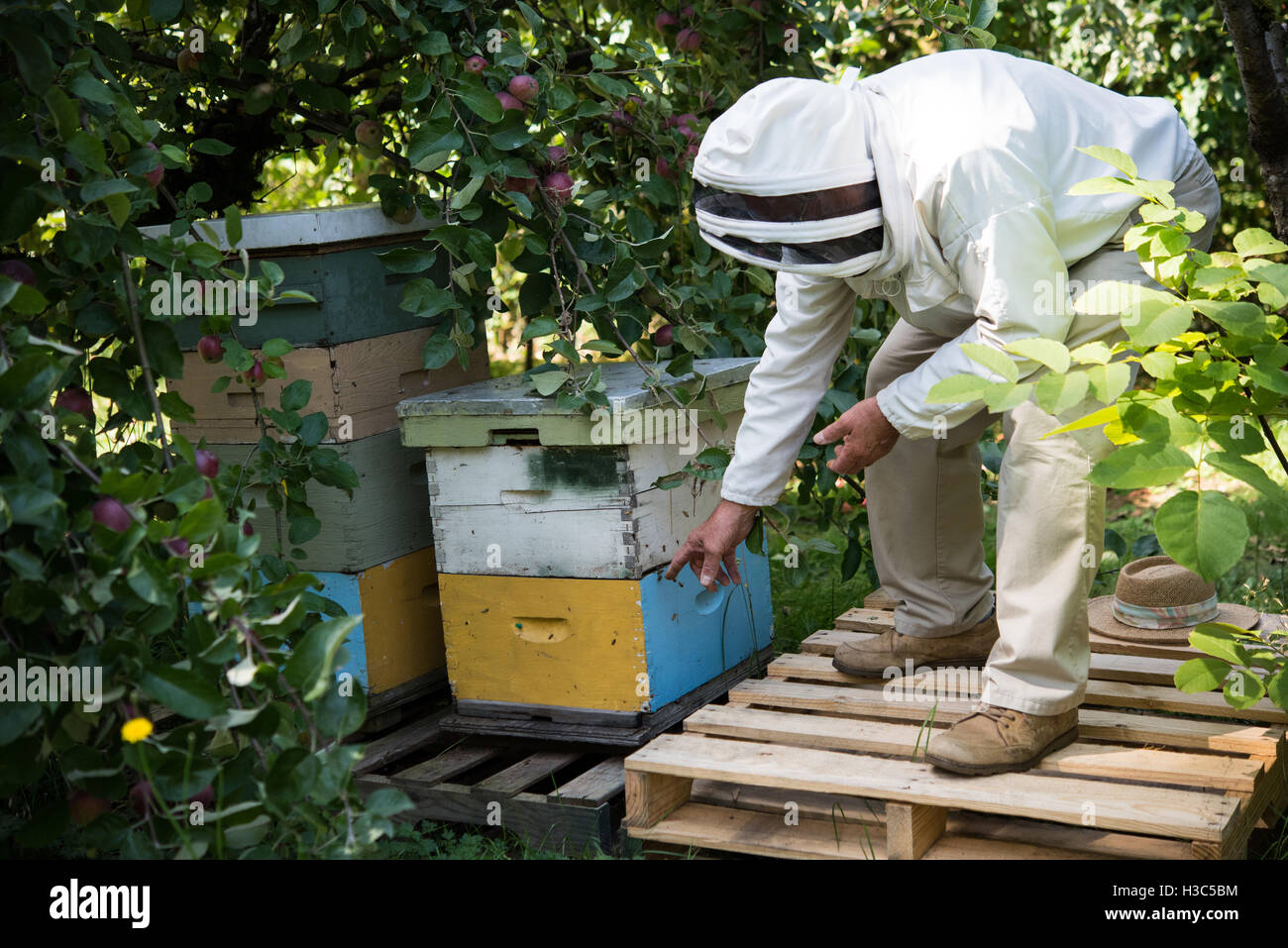 Beehive box hires stock photography and images Alamy