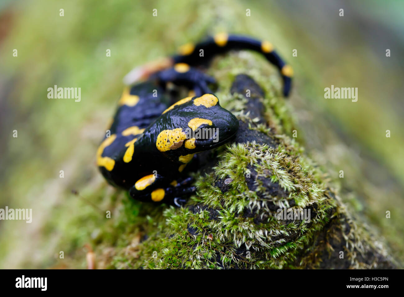 Black and yellow salamander in the wild closeup Stock Photo Alamy