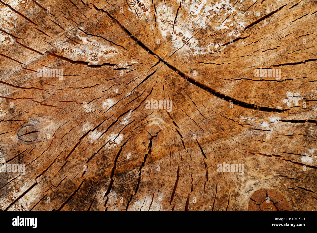 old vintage wood texture, grunge background, cracks Stock Photo